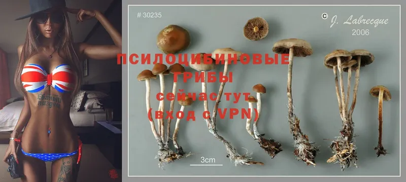 Псилоцибиновые грибы Psilocybe  Железногорск 